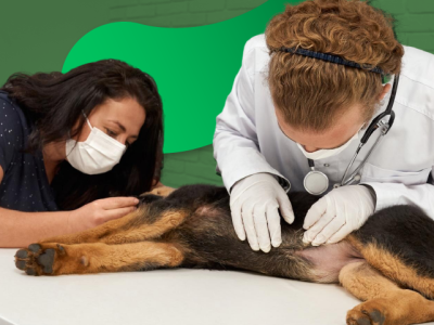 Curso Enfermedades Infecciosas de Mascotas