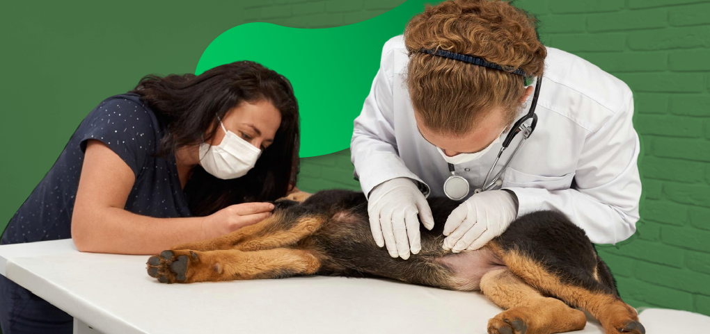 curso enfermedades mascotas